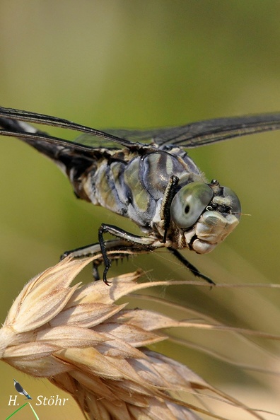 Seedrache (Lindenia tetraphylla)